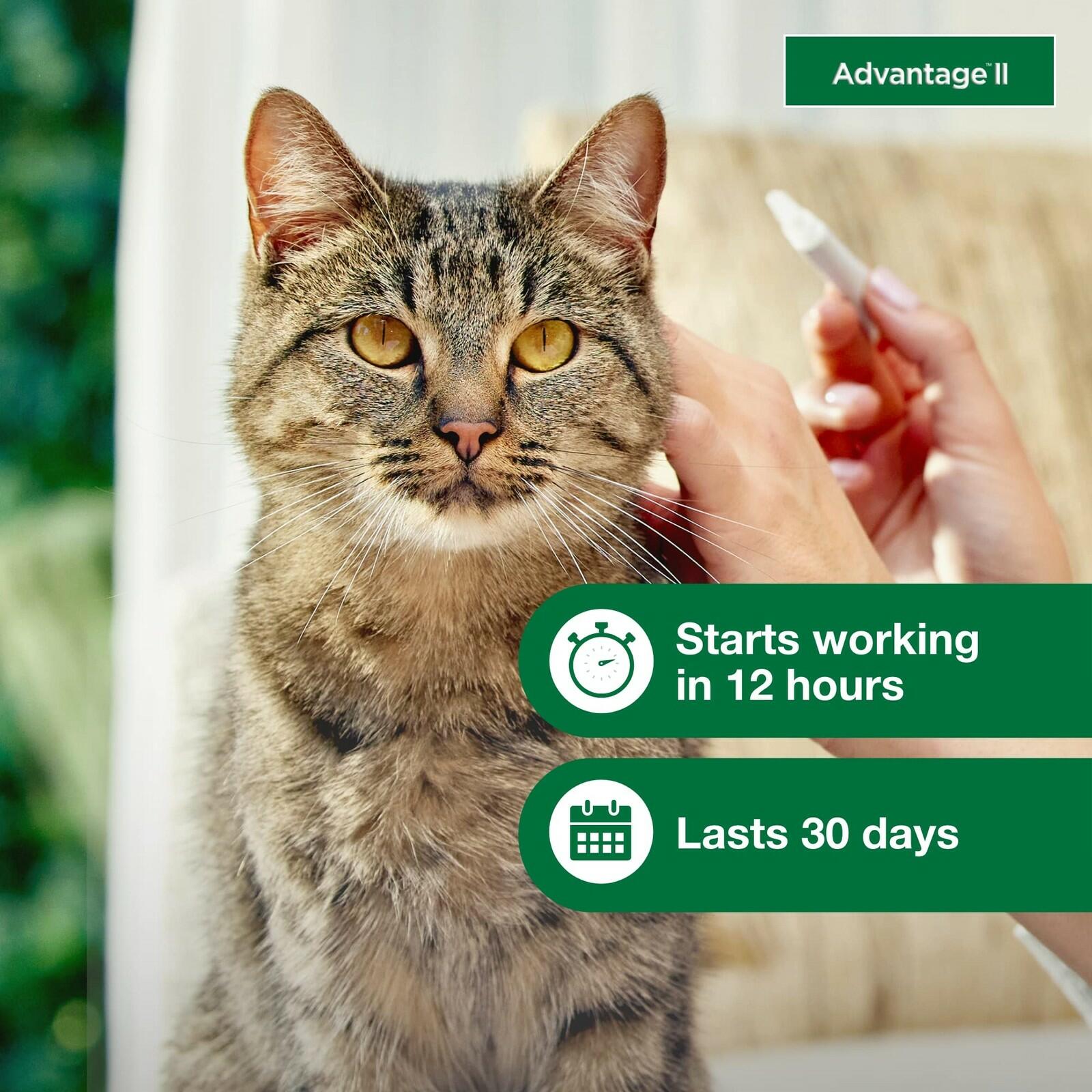 Advantage II Large Cat Vet-Recommended Flea Treatment & Prevention | Cats Over 9