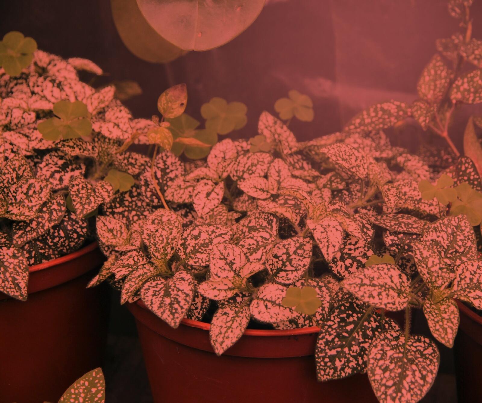 Miracle LED Plant Survival Indoor Grow Light Kit - 4 Absolute Daylight Plus Red
